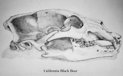 California-Black-Bear