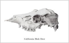 California-Mule-Deer