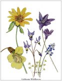 California-Wildflowers