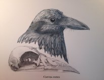 Corvus corax