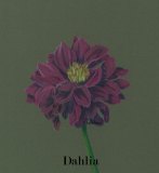 Dahlia