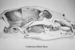 California-Black-Bear