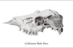 California-Mule-Deer