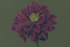 Dahlia